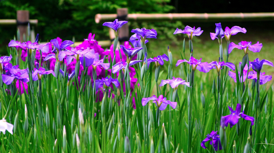 5月菖蒲